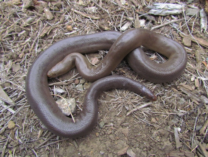 Rubber Boa
